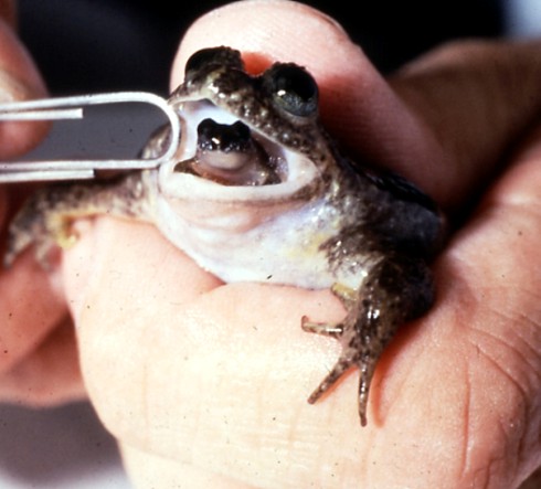 Gastric brooding frog and froglet