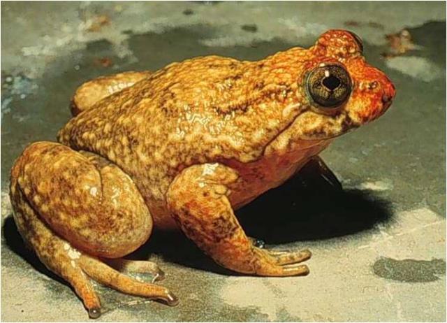 Gastric Brooding Frog