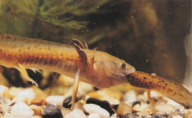 Tiger salamander larva