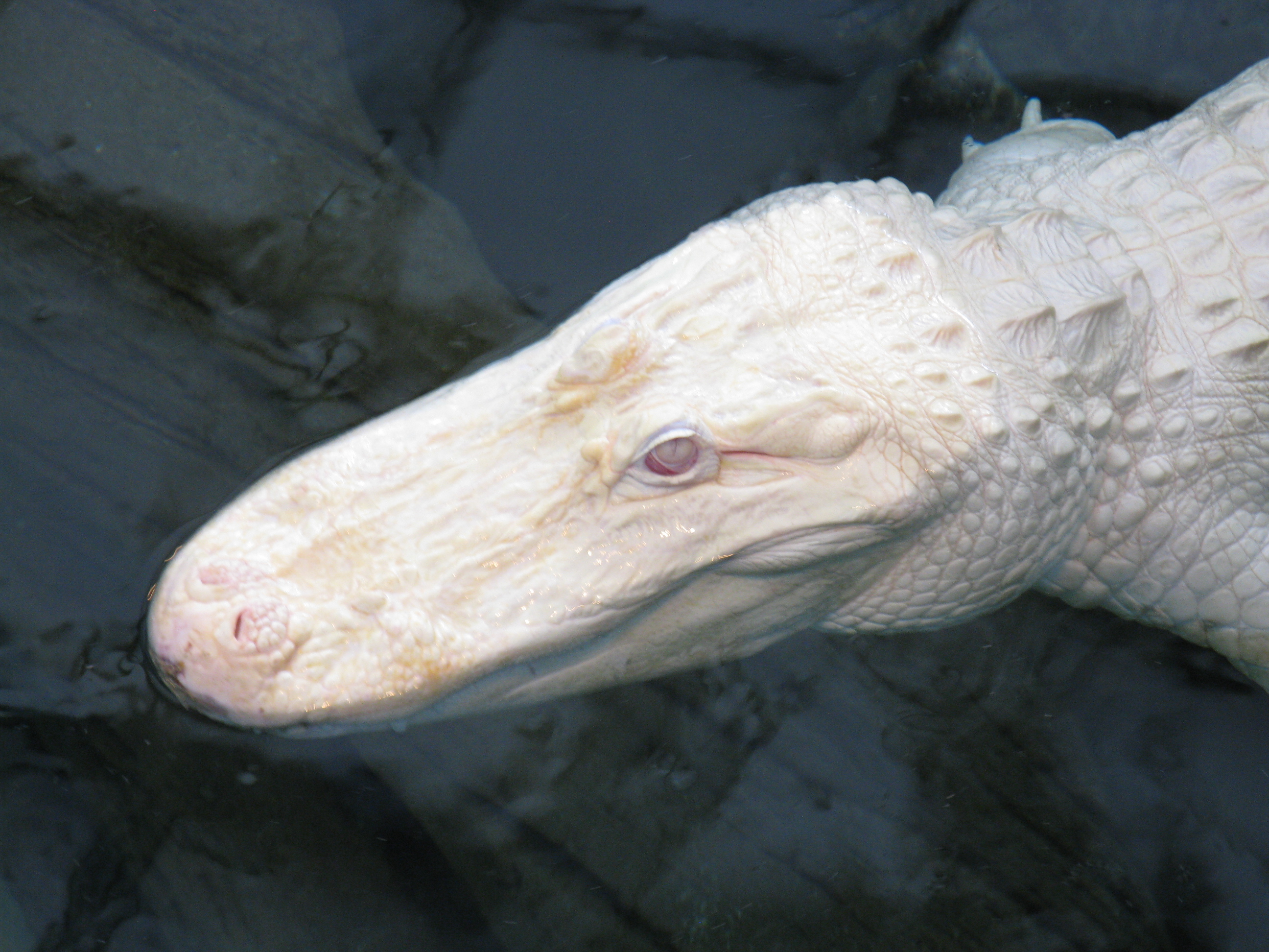 Albino Animals - Amazing Facts and Pictures