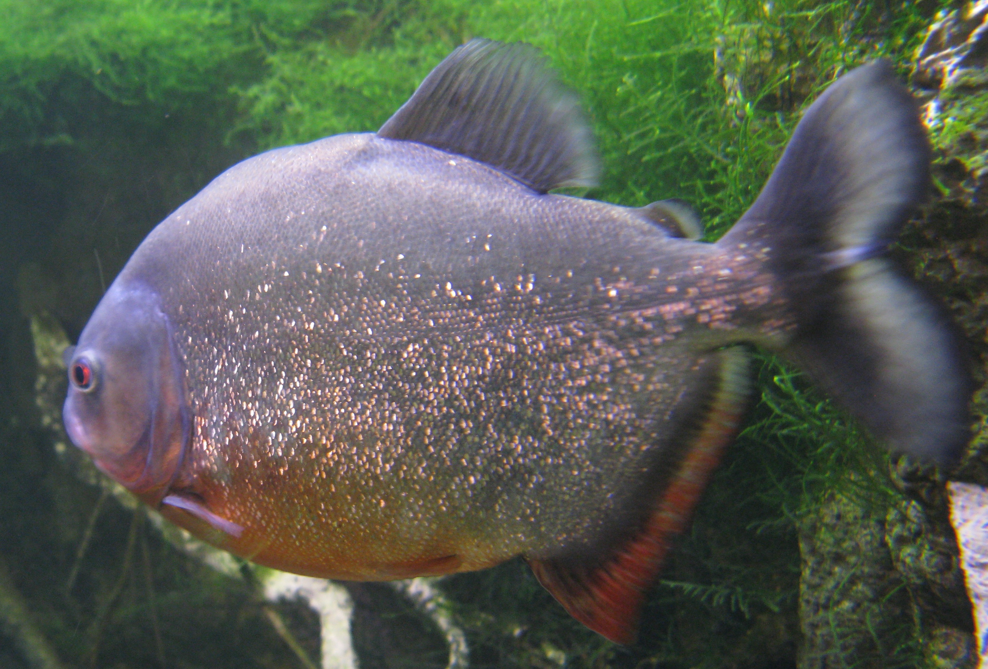 red-bellied piranha | Backyard Zoologist