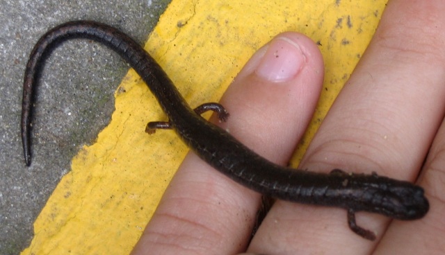 Califronia slender salamander