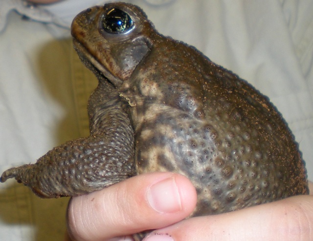 marine toad